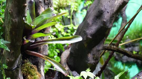 热带植物叶子爬山虎蕨类雨林缸