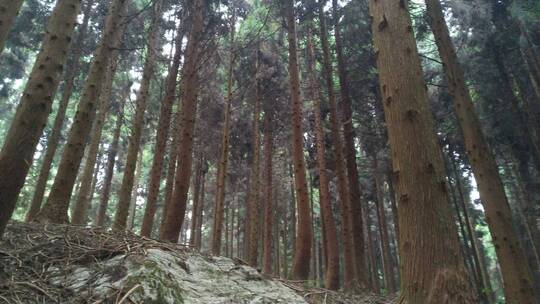 原始森林富尔山