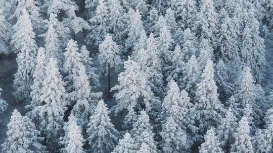 杭州临安太子尖华浪线森林雪景航拍