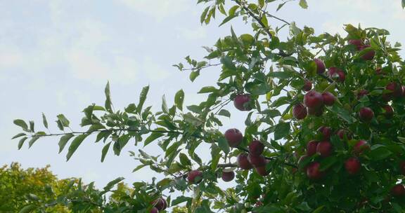 水果苹果梨子葡萄蓝莓 树木树叶花果实特写