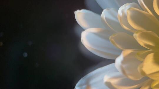 鲜花摄影白色菊花