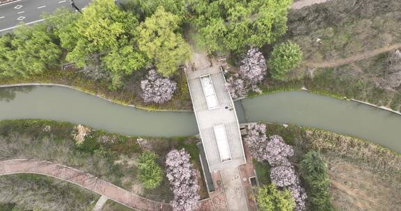 洛阳隋唐遗址植物园开元大道春天公园道路