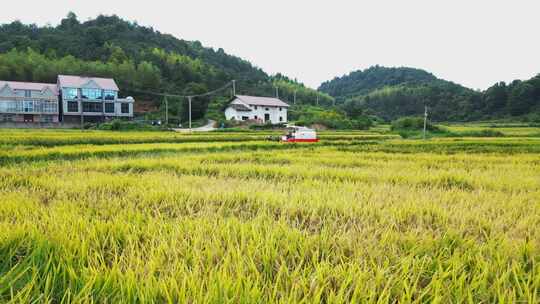 乡村振兴 农田