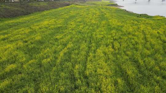 航拍长沙江边油菜花地视频素材模板下载