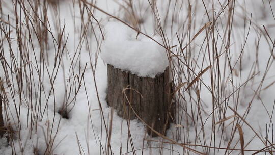 雪天草地里树墩子上的积雪