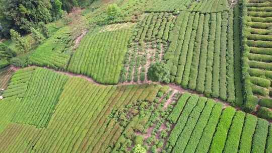 茶园茶叶茶茶山绿茶农业茶海采茶茶文化航拍