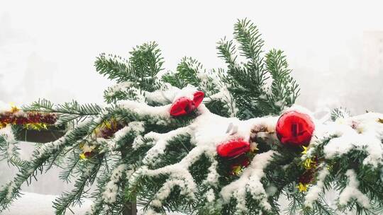 覆盖着白雪的圣诞树