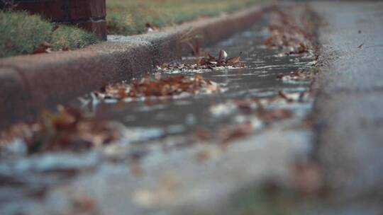 枫叶落在路面的水视频素材模板下载