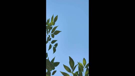 蓝天下的树叶视频素材模板下载