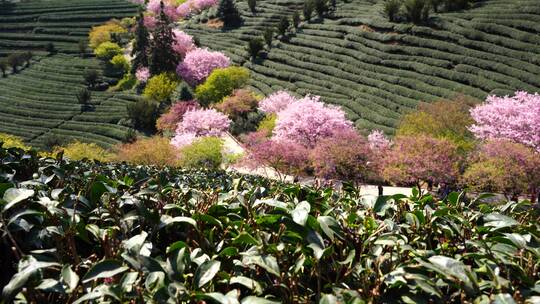 樱花树 茶园樱花美景 浪漫樱花茶园