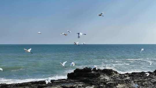 白鹤礁石海浪