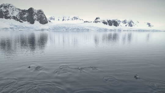 企鹅在南极洲海洋跳跃。航拍