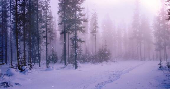 雪花飘落在松树林 慢镜头 特写