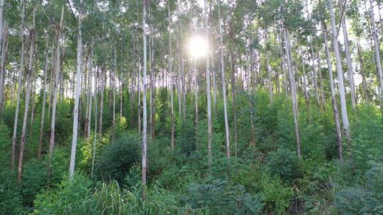 风吹树林光影阳光树叶森林树丛枝干枝叶丛林视频素材模板下载