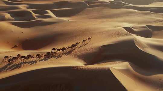 一带一路沙漠骆驼丝绸之路敦煌西域古代商队视频素材模板下载