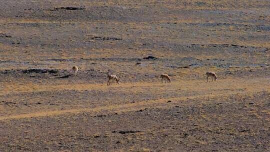 青海可可西里一群正在吃草的藏羚羊