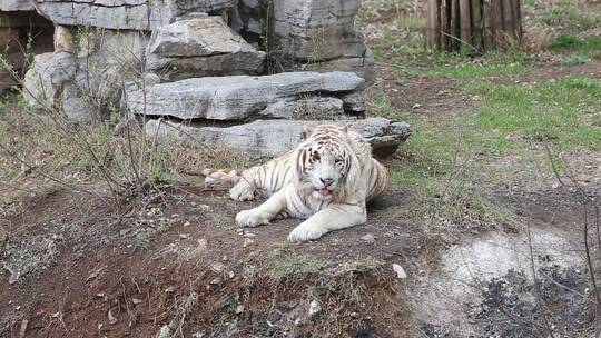 济南动物园趴在地上休息的老虎