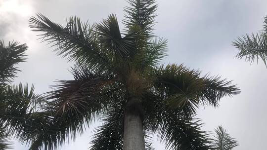 茂盛的椰子树
