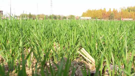 麦苗 田地 绿色 植物 农业作物 自然生态