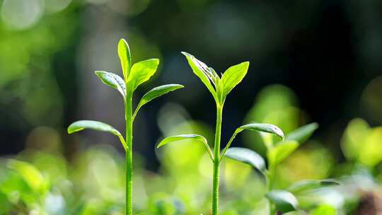 惊蛰春分嫩绿叶子幼苗茁壮成长