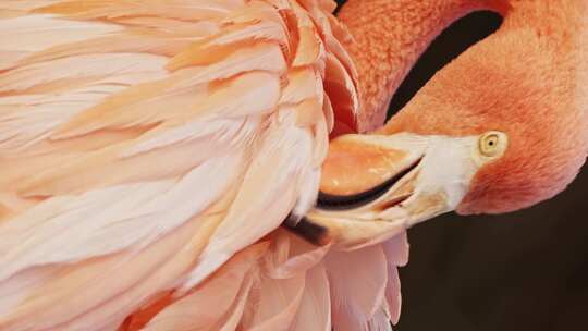 美国火烈鸟用喙捡羽毛的垂直特写