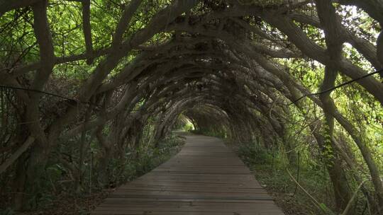植物园的藤蔓植物绿色隧道