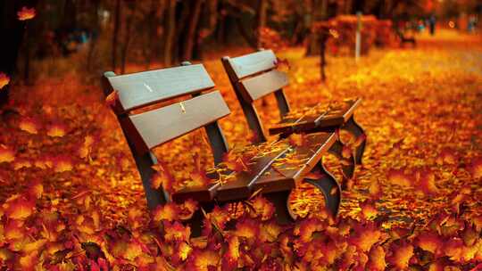 秋天公园的座椅飘落的枫叶