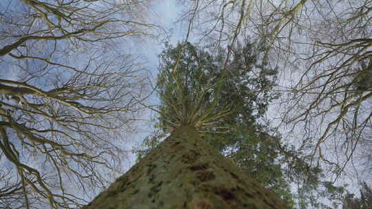 俯瞰雄伟的树干，通向冬天天空下结霜的树枝