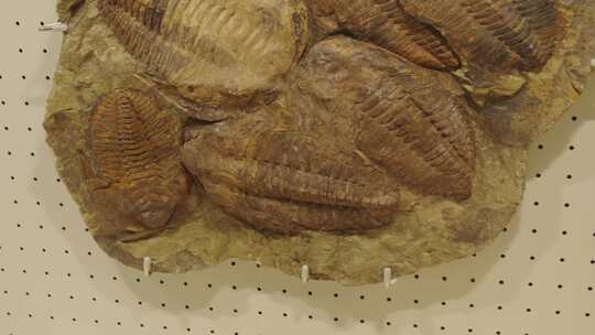 古生物博物馆三叶虫化石