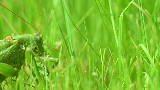 草地上的螳螂蚂蚱