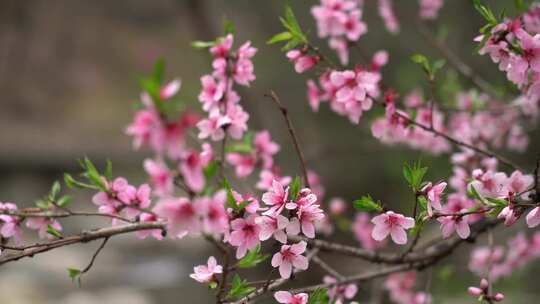 春雨滋润，泰山彩石溪桃花盛开