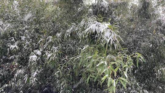 下大雪，竹子被雨雪压弯枝头