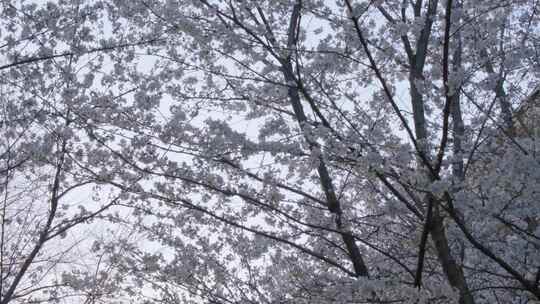 南京玄武区玄武湖景区古鸡鸣寺游客观赏樱花