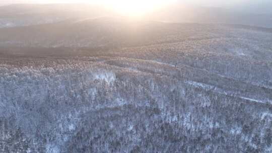 阳光下的林海雪原唯美大气