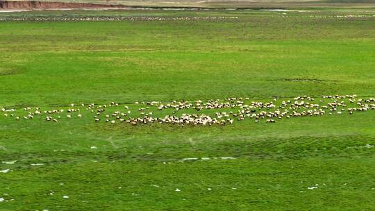 航拍新疆草原天然牧场羊群