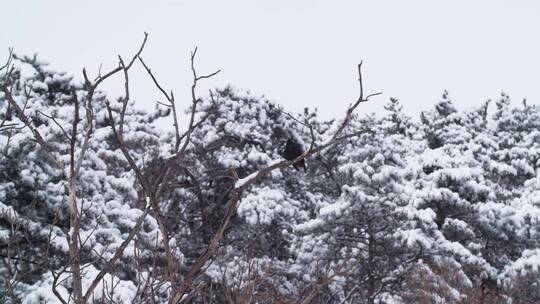 雪后树上的乌鸦视频素材模板下载