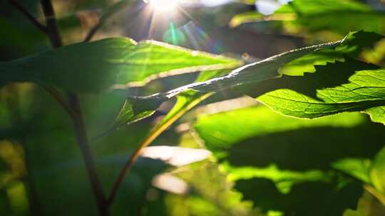 树叶阳光穿透树叶原始森林植物