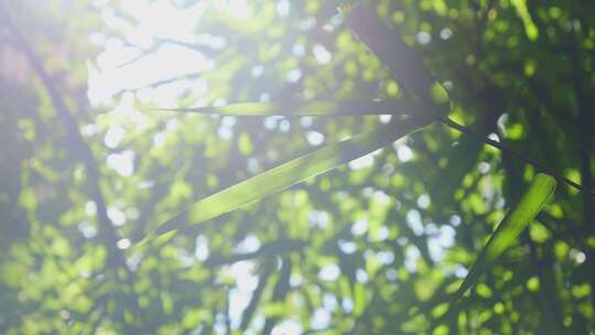阳光竹叶自然风景视频素材模板下载