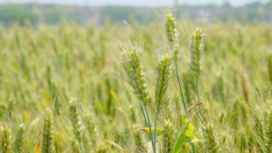 广袤绿色麦田景象