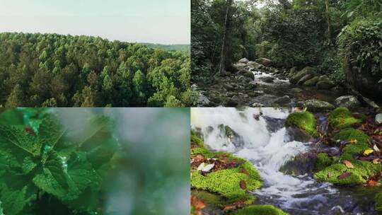 森林中的小溪河流昆虫视频素材模板下载
