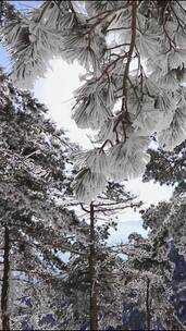 银装素裹，雪松玉树