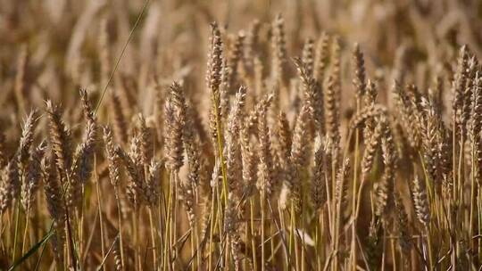 微风下丰收的小麦