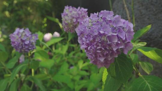淡紫色的紫阳花