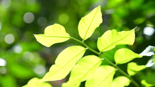 森林树木树枝树叶植被