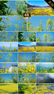金色油菜花田风光仰拍天空航拍花田春天风景高清在线视频素材下载