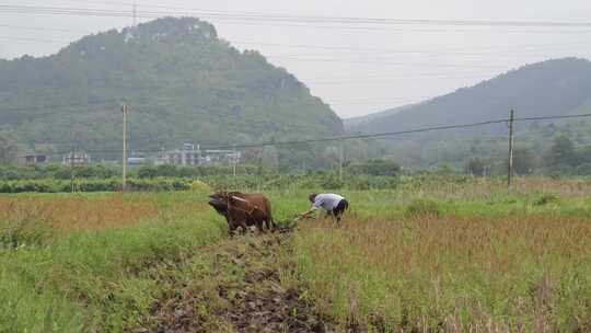 牛在田间耕地的场景 牛犁田