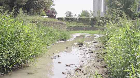 河道水流水草