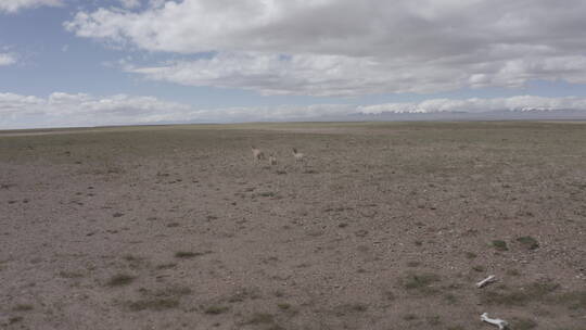 青海可可西里藏羚羊奔跑航拍05