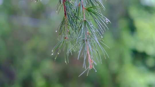 雨后在微风中摇晃的松针