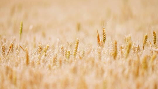 麦子麦地麦穗丰收视频素材模板下载